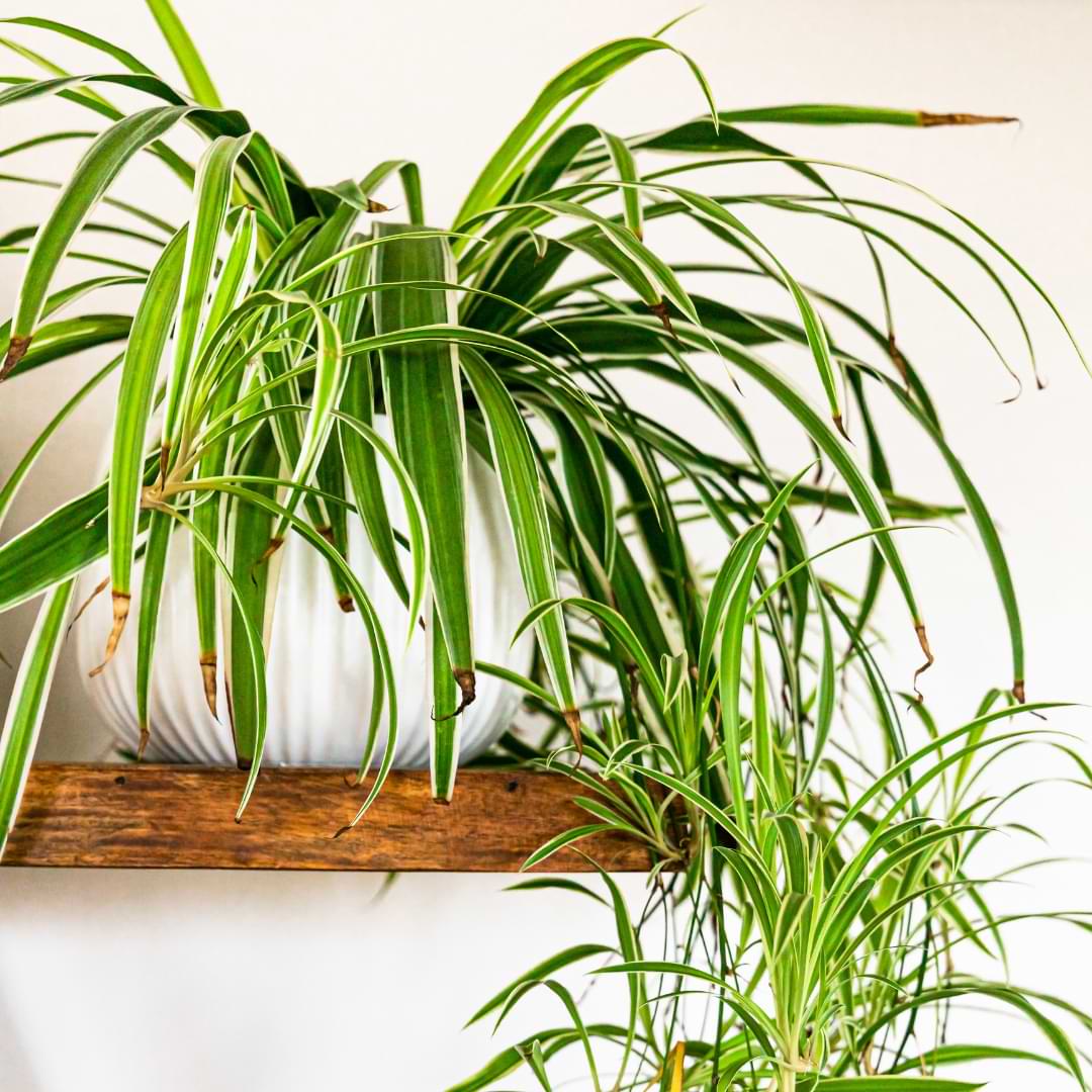 In this article, we’ll talk about what this sign can mean and what to do if your spider plant leaves are curling.