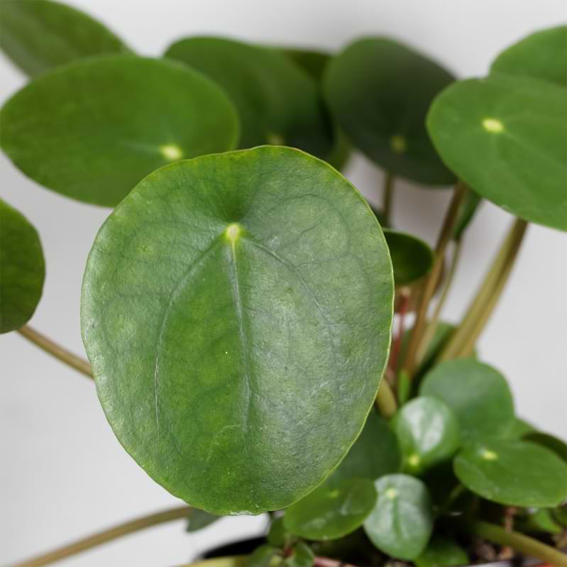 In this article, we'll walk you through everything you need to know about propagating the Chinese money plant.