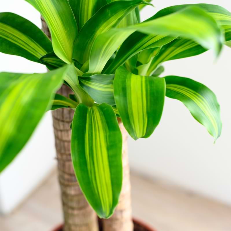 The best part is that Dracaena Cintho care is quite easy, as these plants are drought-hardy and don't require much light to thrive.