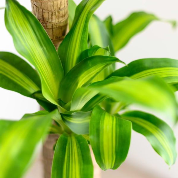 Dracaena Cintho Care & Grow Guide | Houseplant Resource Center