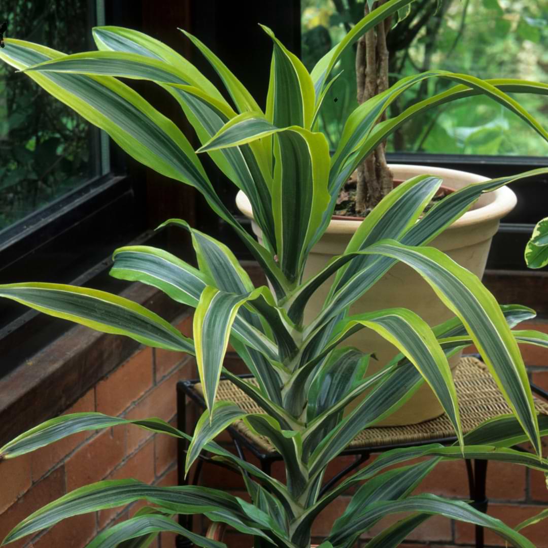 Dracaena Dorado is known for its shorter, perkier leaves and slimmer stems, or canes. Learn more about caring for this dracaena variety.