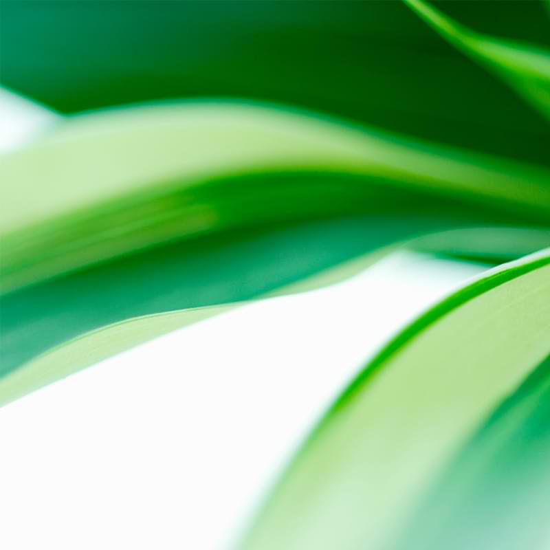 Dracaena Dorado is known for its shorter, perkier leaves and slimmer stems, or canes. Learn more about caring for this dracaena variety.