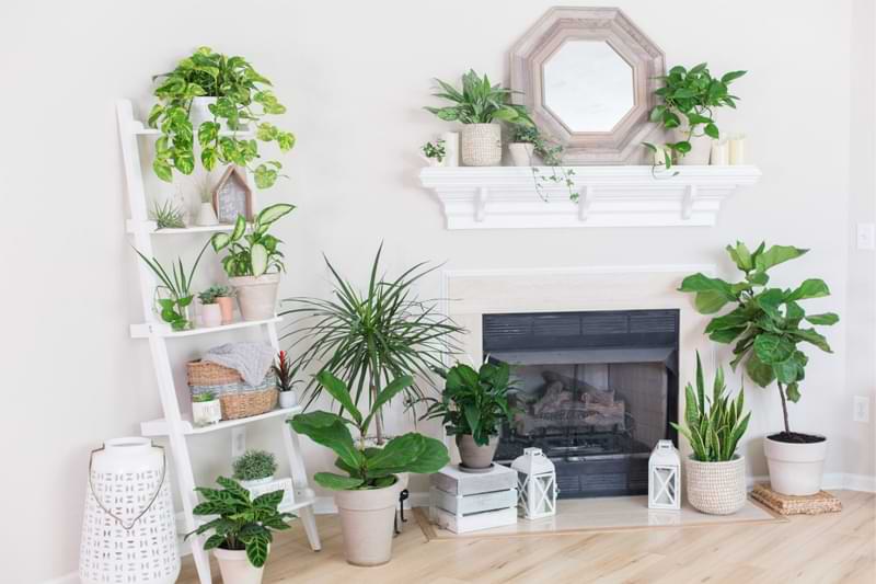 We've compiled a list of ways to identify your plant with accuracy. With these resources in hand, houseplant identification will be simple.