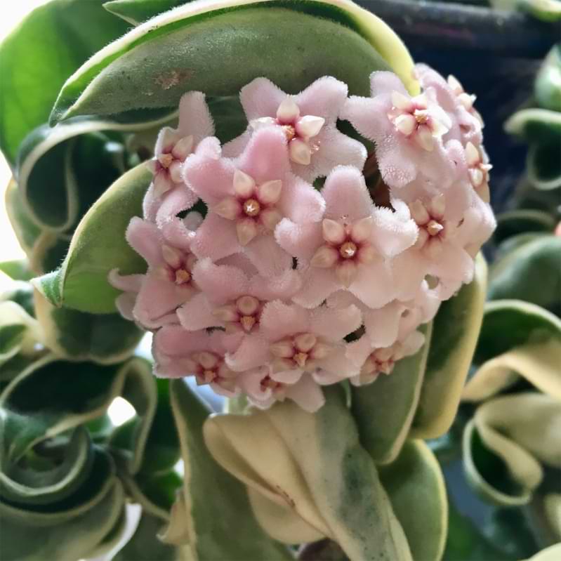 One of the most popular hoya varieties, Hoya carnosa compacta, is known for its curled, fleshy leaves that grow in long rope-like vines.