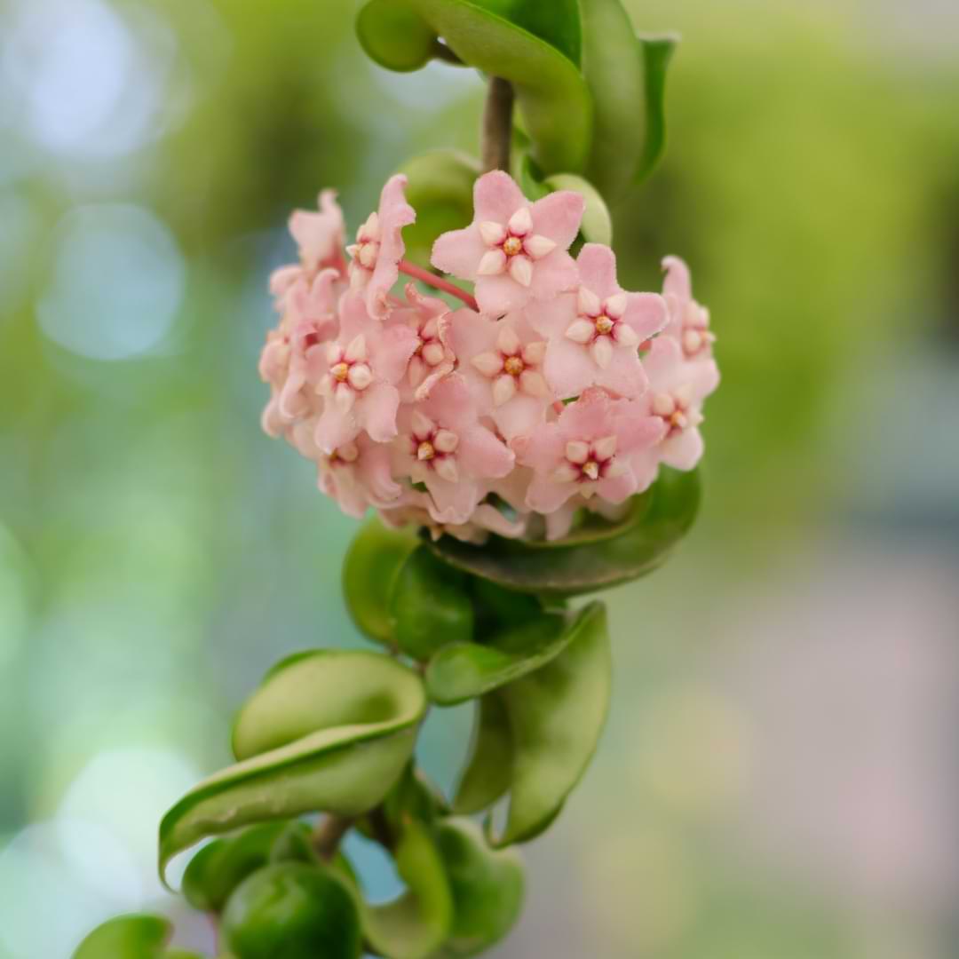 One of the most popular hoya varieties, Hoya carnosa compacta, is known for its curled, fleshy leaves that grow in long rope-like vines.