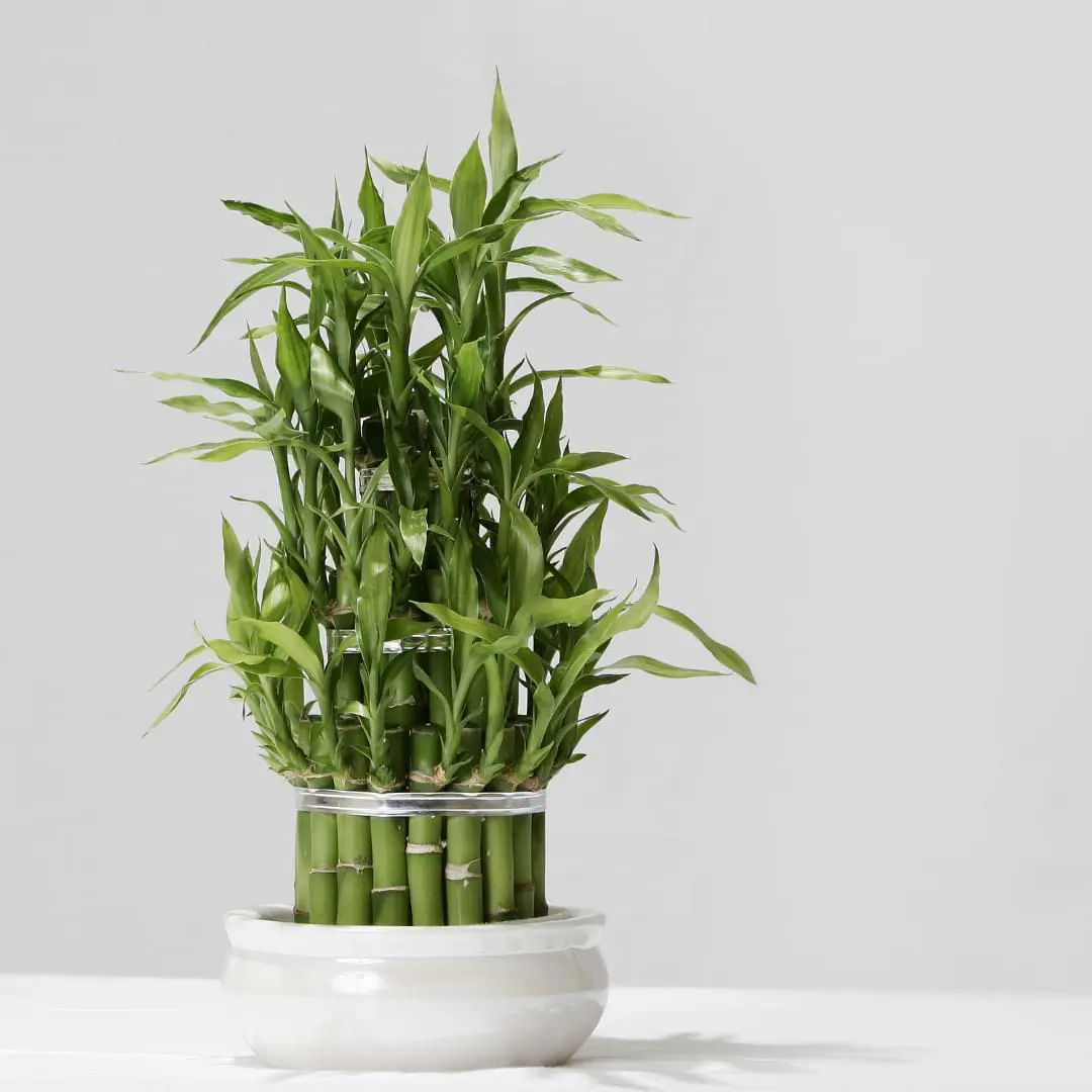 Lucky bamboo is a popular indoor plant that’s fun to grow! Learn how to propagate lucky bamboo and expand your plant collection!