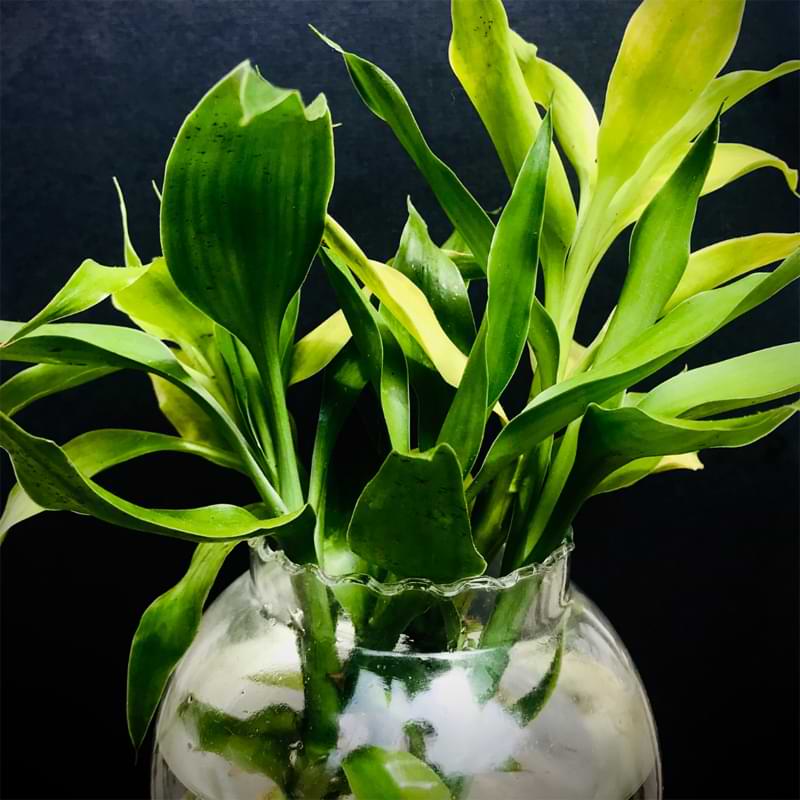 Lucky bamboo is a popular indoor plant that's fun to grow! Learn how to propagate lucky bamboo and expand your plant collection!