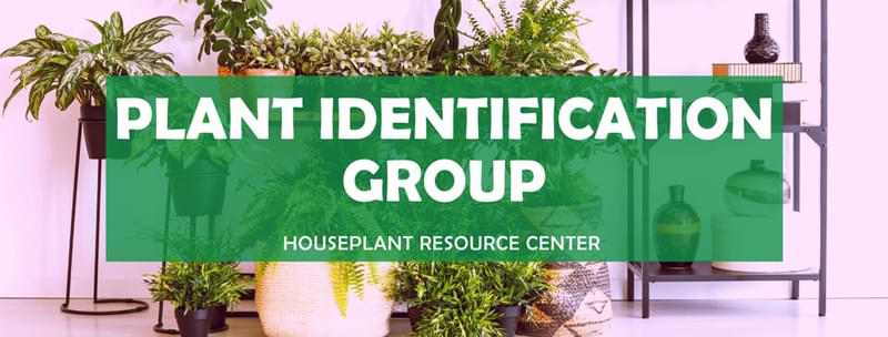 We've compiled a list of ways to identify your plant with accuracy. With these resources in hand, houseplant identification will be simple.