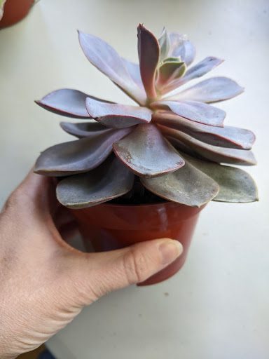 I had a great time picking out the four plants I wanted to order from Succulent Market. Here is our honest review of Succulent Market. 