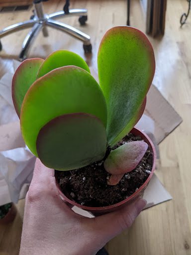 I had a great time picking out the four plants I wanted to order from Succulent Market. Here is our honest review of Succulent Market. 