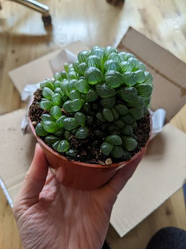 I had a great time picking out the four plants I wanted to order from Succulent Market. Here is our honest review of Succulent Market. 