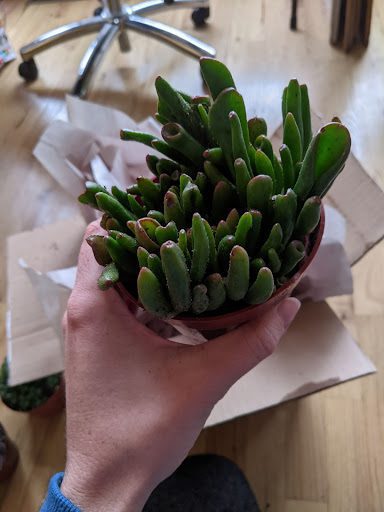 I had a great time picking out the four plants I wanted to order from Succulent Market. Here is our honest review of Succulent Market. 