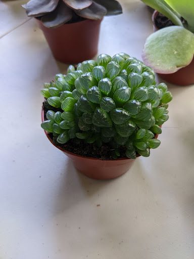 I had a great time picking out the four plants I wanted to order from Succulent Market. Here is our honest review of Succulent Market. 