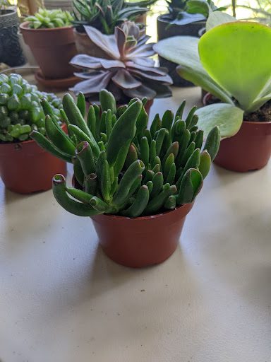 I had a great time picking out the four plants I wanted to order from Succulent Market. Here is our honest review of Succulent Market. 