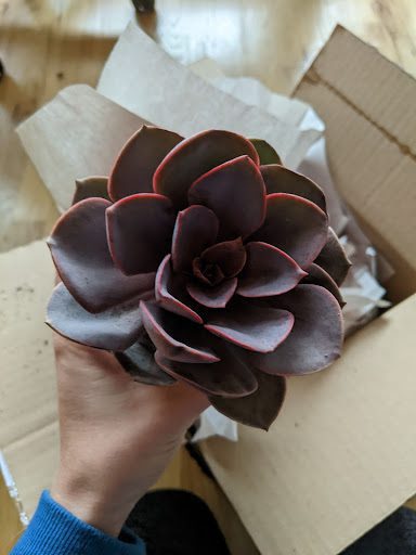 I had a great time picking out the four plants I wanted to order from Succulent Market. Here is our honest review of Succulent Market. 