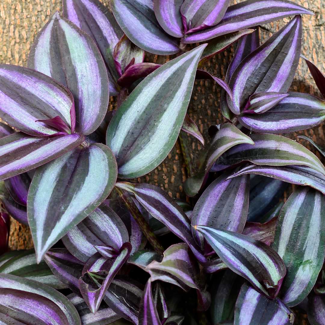 Learning how to propagate Wandering Jew is easy and the process is fairly simple. It’s a great plant to try out your green thumb on!