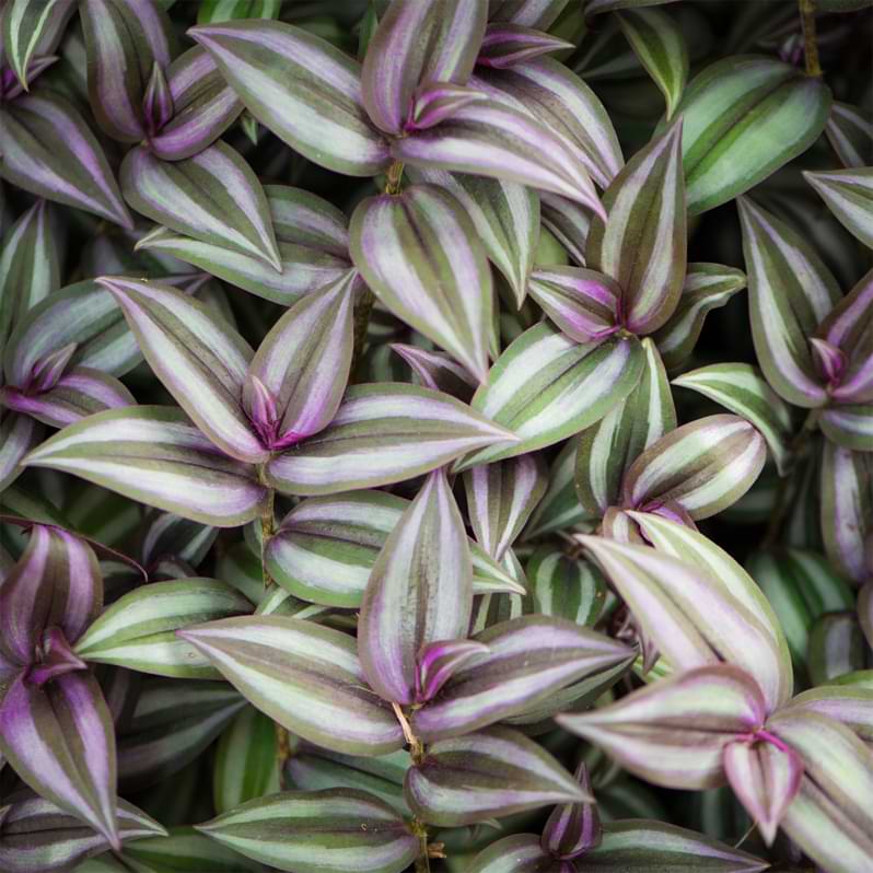 Learning how to propagate Wandering Jew is easy and the process is fairly simple. It's a great plant to try out your green thumb on!