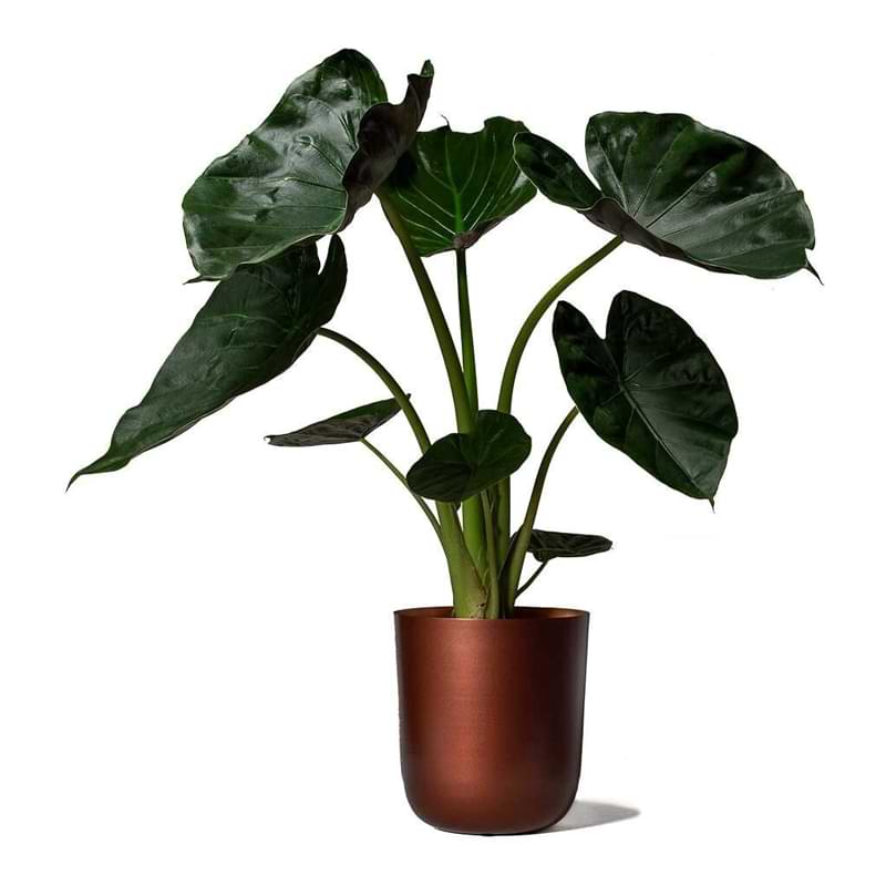 Houseplants bring beauty, life, and fresh air into our homes. Here is a list of toxic houseplants to be aware of.