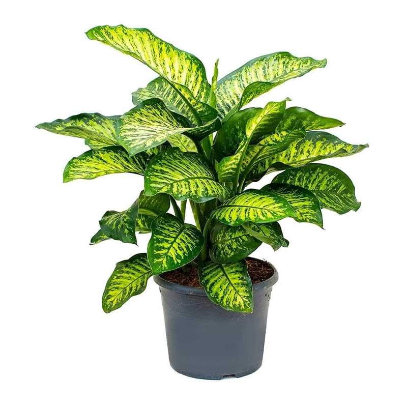 Houseplants bring beauty, life, and fresh air into our homes. Here is a list of toxic houseplants to be aware of.