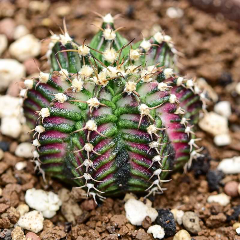 Don't worry, with a little know-how and some careful planning, you can repot your cactus without getting hurt.