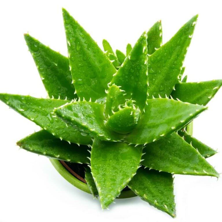 How To Propagate Aloe Plants Divisions And Cuttings 4661