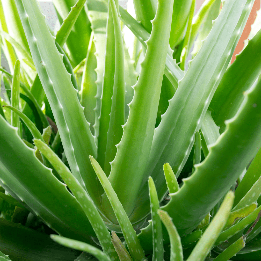 How To Propagate Aloe Plants Divisions And Cuttings 1977