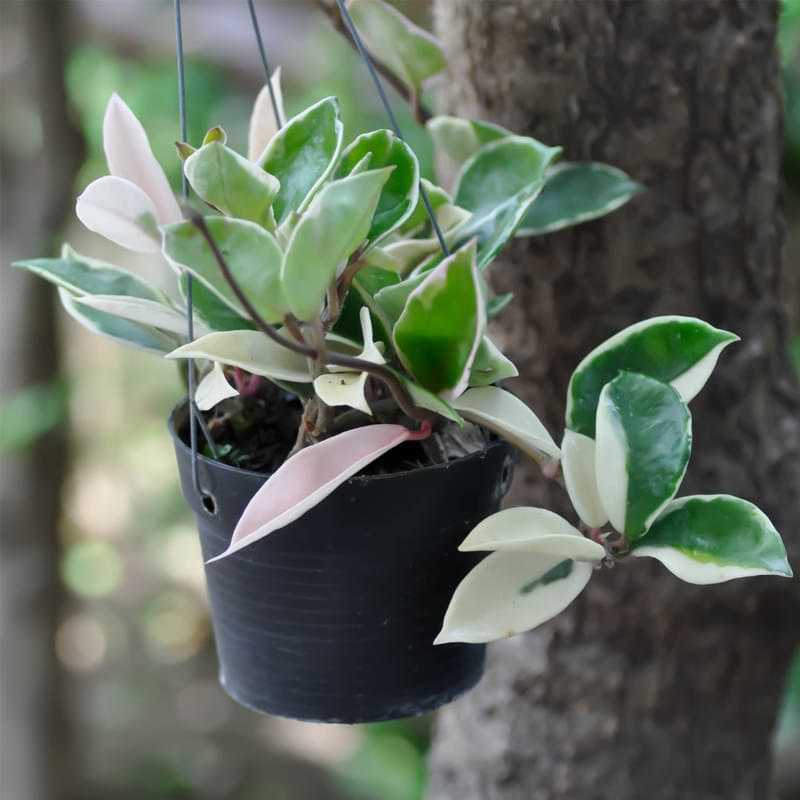 Grab the tools from the list below and keep reading for a step-by-step guide on how to propagate your hoya.