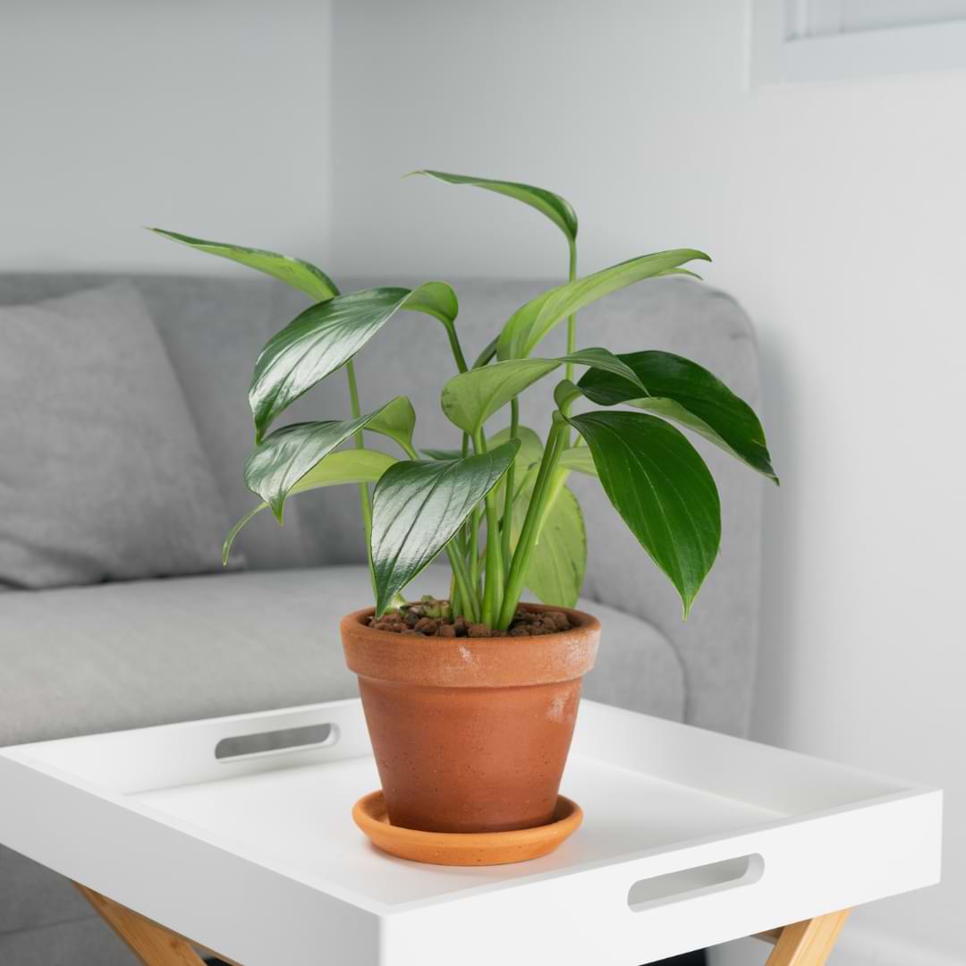 Philodendron Guide