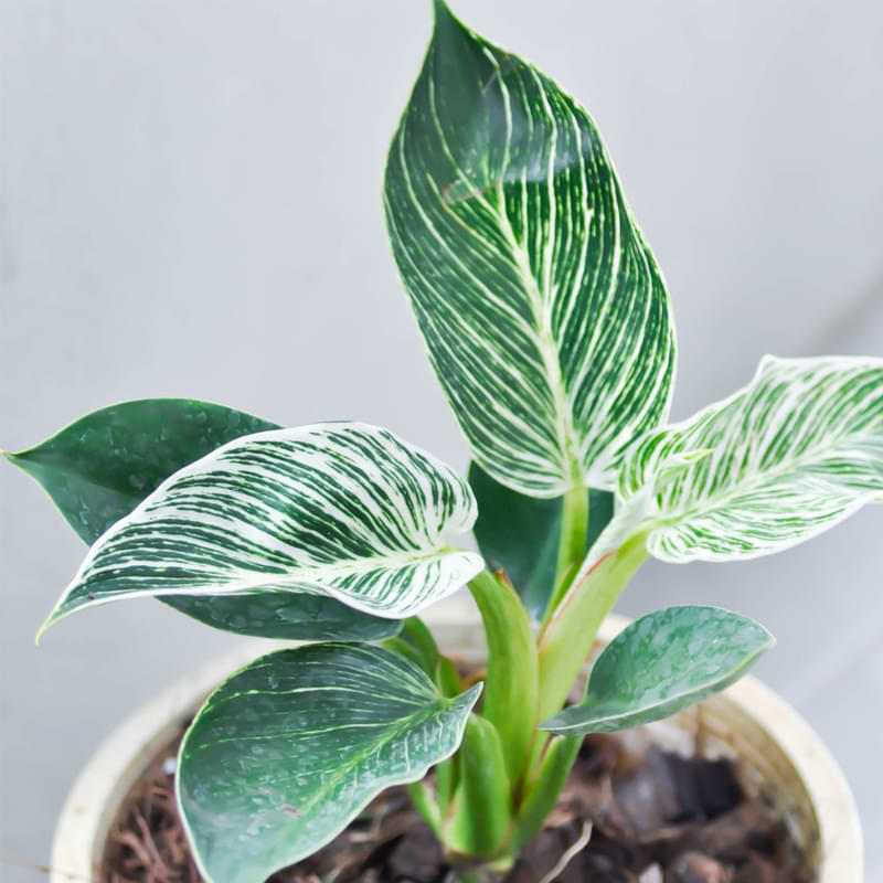 In this guide, we will explore everything you need to know about philodendron plants, from proper care and watering to common problems.