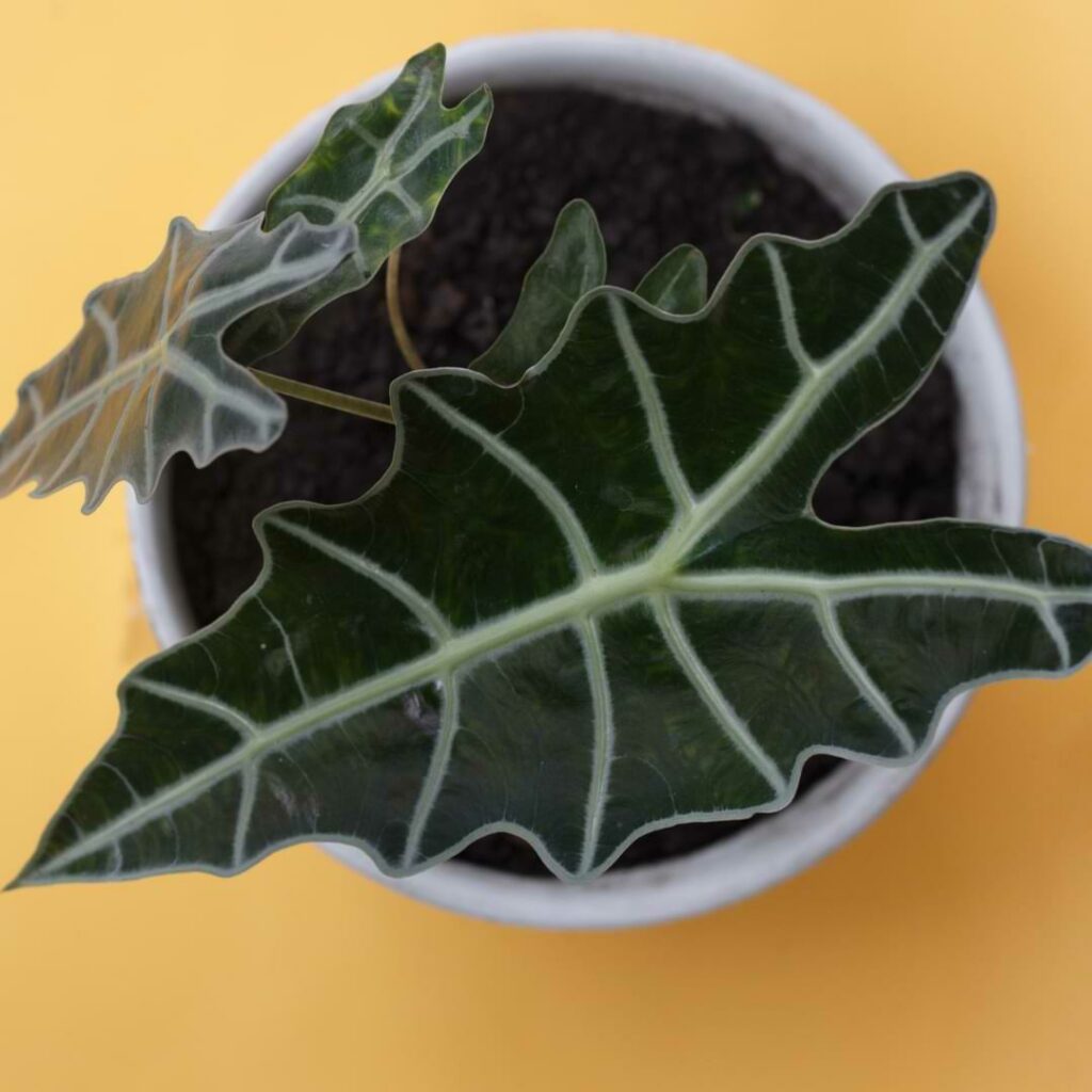 Learn all about the proper growing conditions, watering techniques, fertilizing schedule, and more that your Alocasia plants needs.