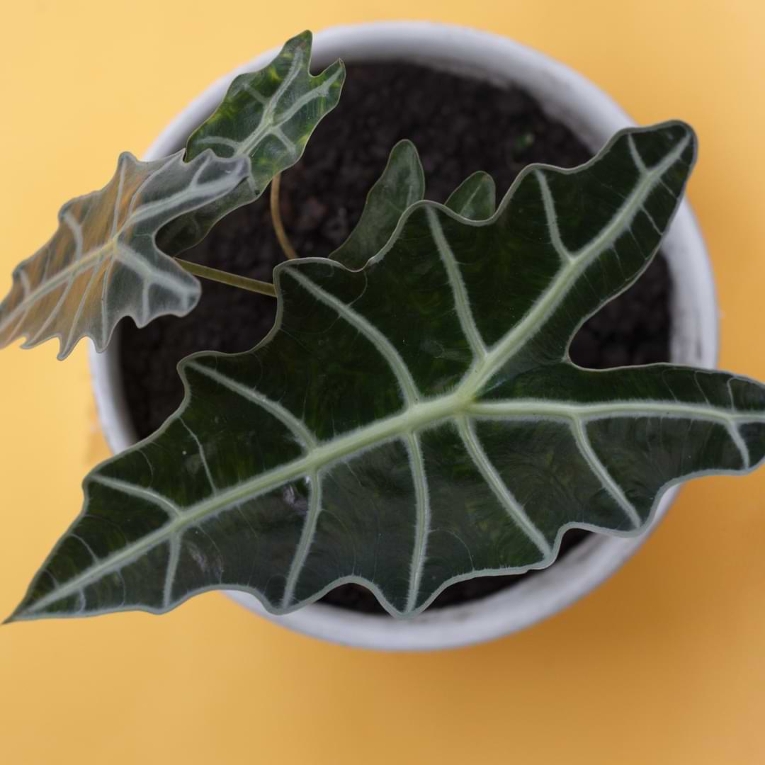 Learn all about the proper growing conditions, watering techniques, fertilizing schedule, and more that your Alocasia plants needs.