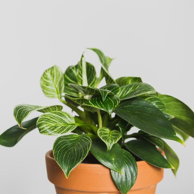 Read more and with just a few simple tips on Birkin plant care, you can keep your plants healthy and growing.
