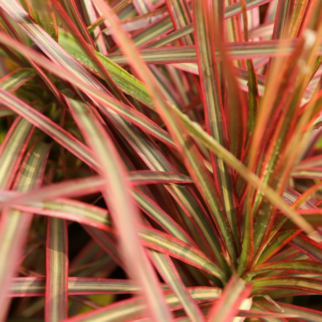 Keep reading and we will go over everything you need to know about caring for your Dracaena Marginata Tricolor.