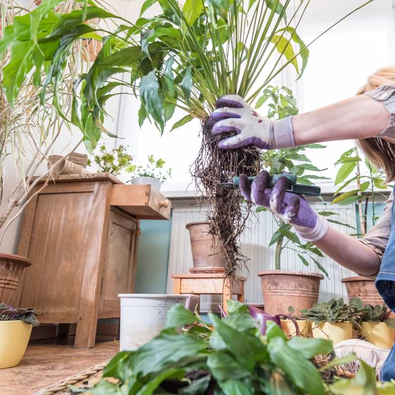 The best time to repot a peace lily is in the spring. With a few tips, you can keep your peace lily healthy and thriving.