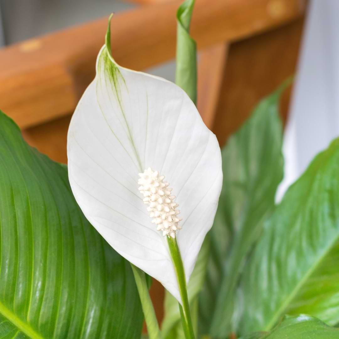How to Repot a Peace lily