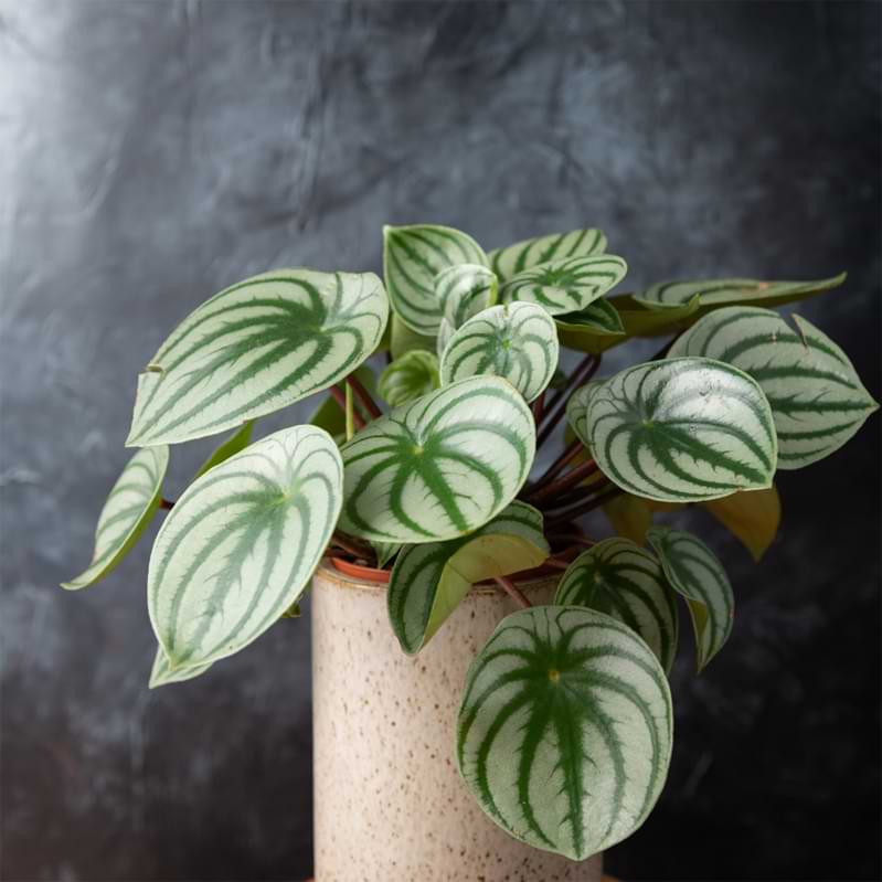 Learn how to propagate peperomia with either stem or leaf cuttings, and with just a few tools, tips, and some preparation.