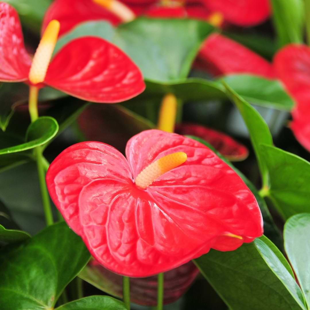 How To Propagate Anthurium Anthurium is simple to propagate, but having a guide to help you through it makes it so much better!