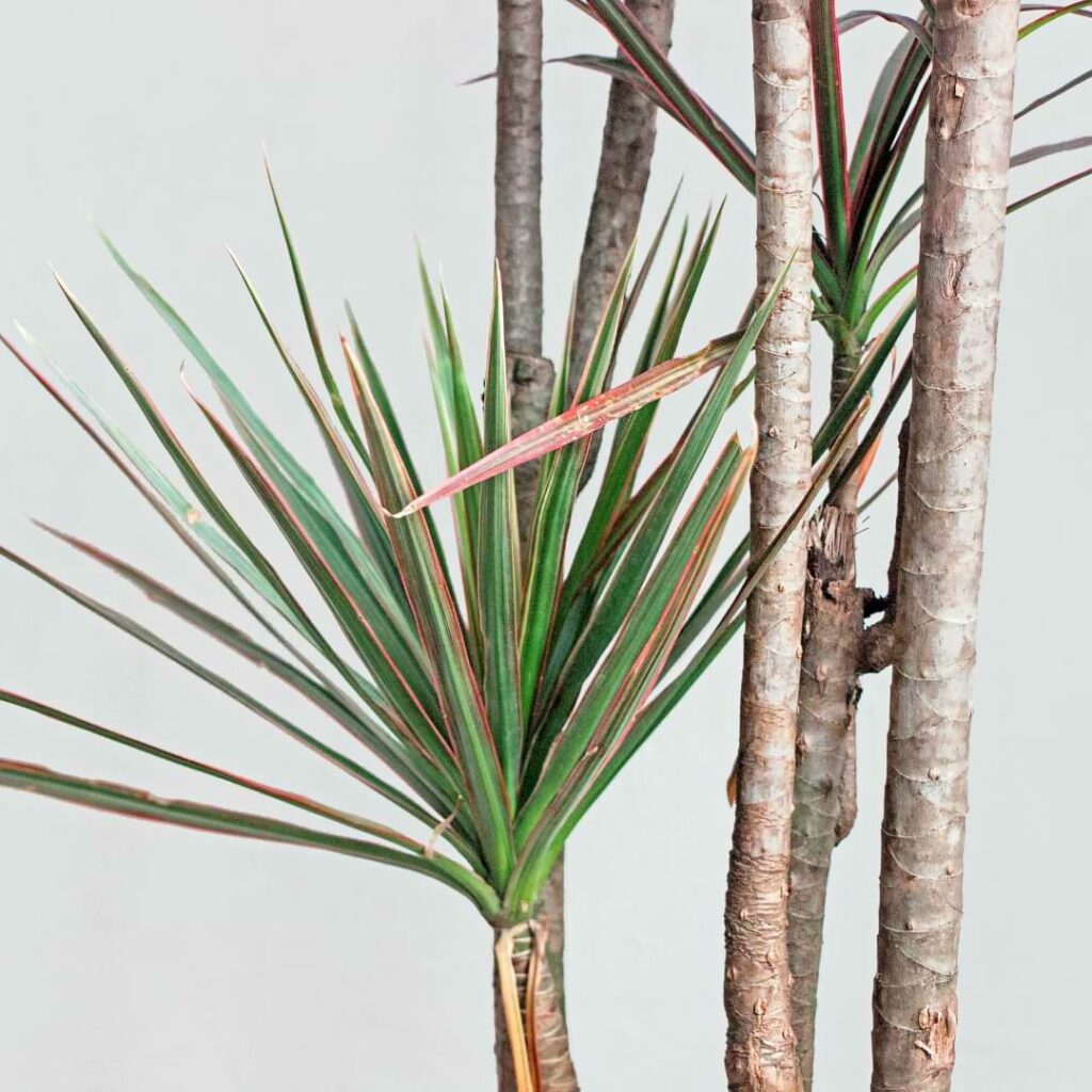We'll look at how to identify under-watering, over-watering, and other signs of proper watering Dracaena Marginata.