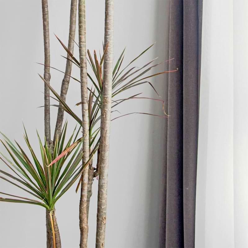 We'll look at how to identify under-watering, over-watering, and other signs of proper watering Dracaena Marginata.