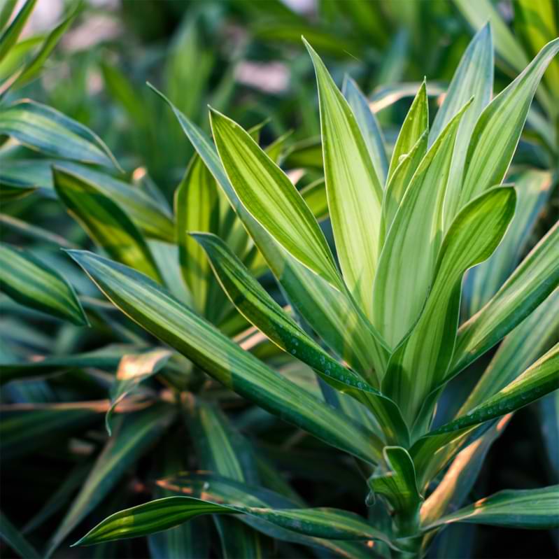 Repotting dracaena plants can be a daunting task. You have to make sure it is done properly so roots aren't damaged.