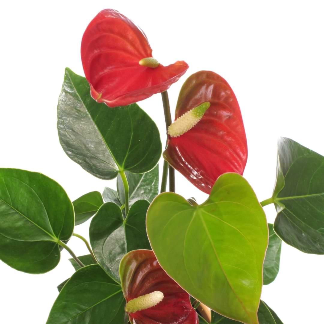 Overwatering is the most common cause of yellowing leaves on anthuriums. Read more about how to fix yellow anthurium leaves.