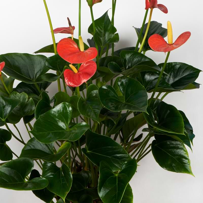 Overwatering is the most common cause of yellowing leaves on anthuriums. Read more about how to fix yellow anthurium leaves.