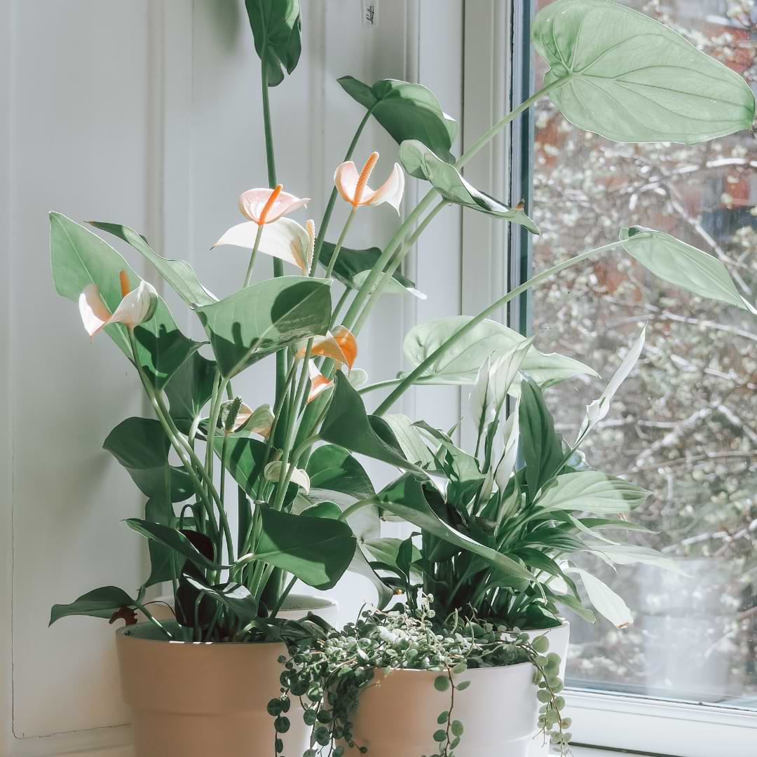 You may wonder about anthurium light requirements. Read on to find out how much light an anthurium plant needs to thrive.