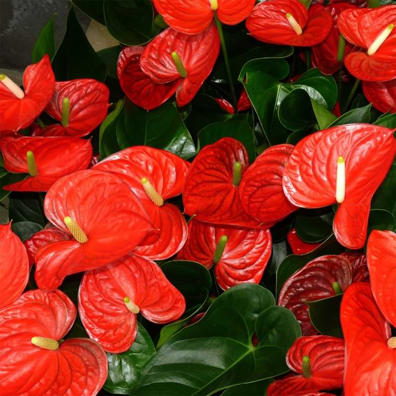 You may wonder about anthurium light requirements. Read on to find out how much light an anthurium plant needs to thrive.