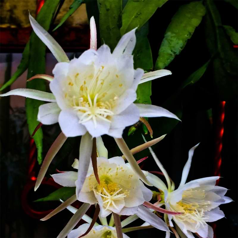 The fishbone cactus is my new white whale. Where can I find an already  established one!? : cactus