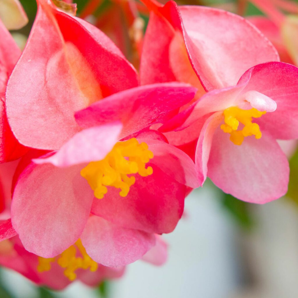 Angel Wing Begonias are a beautiful addition to any garden. Now learn how to propagate angel wing begonias to grow your garden.