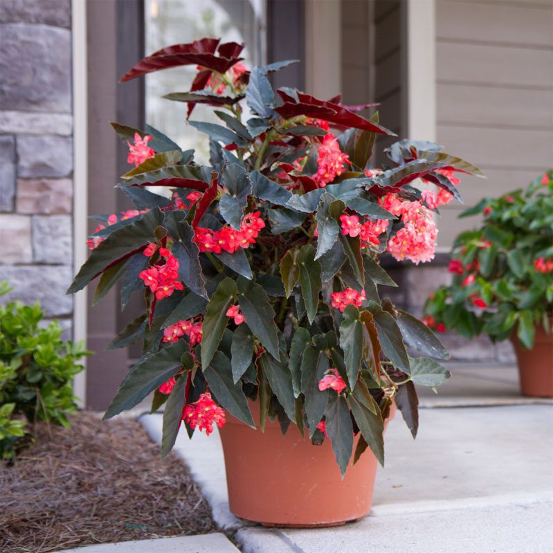 Angel Wing Begonias are a beautiful addition to any garden. Now learn how to propagate angel wing begonias to grow your garden.
