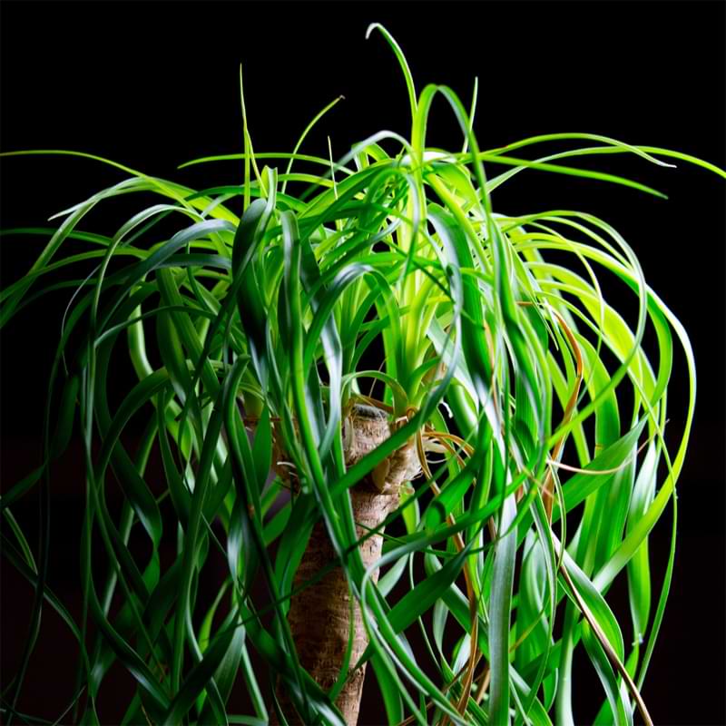 Learning how to propagate ponytail palm plants can be an exciting venture that's both rewarding and easy to do, so let's get started!