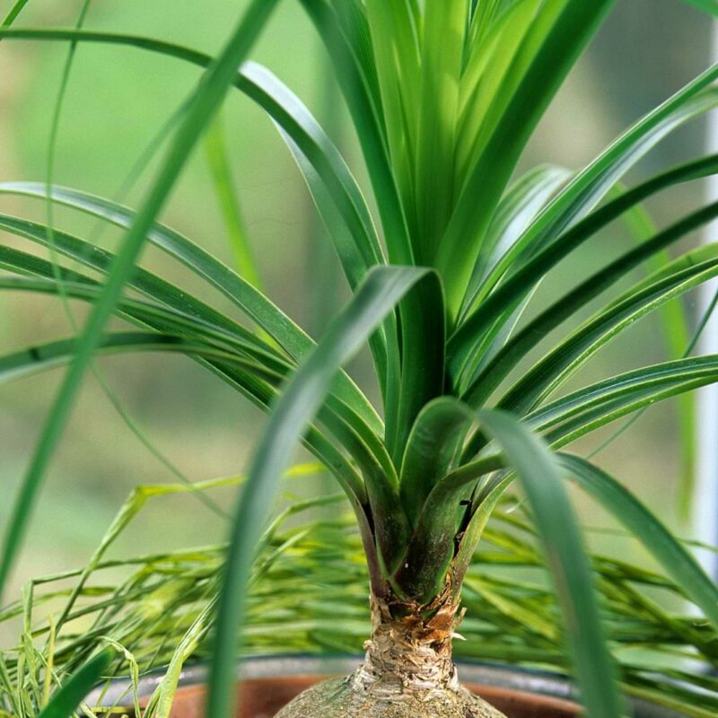 How To Propagate Ponytail Palm Plants