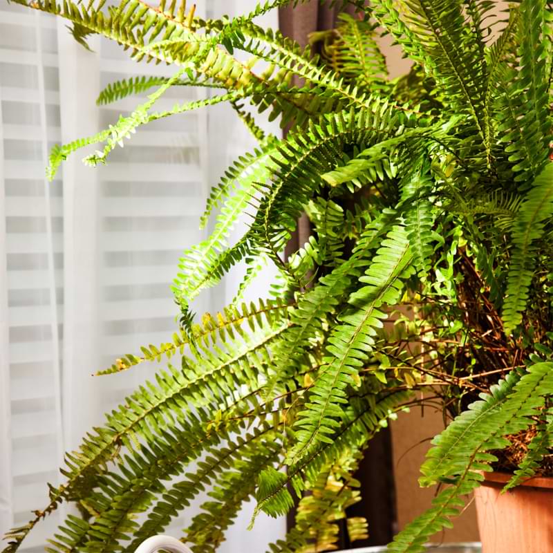 The good news is that you don't need any specialized equipment or expensive tools to propagate Boston ferns successfully.